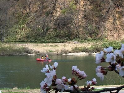 ☆最上川桜遊覧を体験しました～地域振興事業