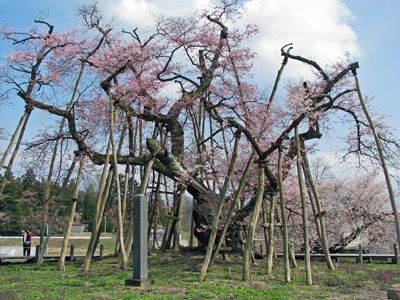 【久保桜がいよいよ見頃です！】