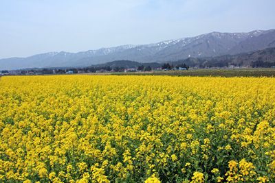 【なずな 菜の花　なもないのばな】