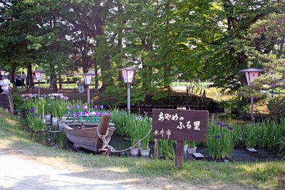 【あやめまつり～オープニングイベントが行われました】
