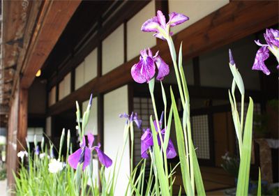 【長井あやめ大華展開催中です！】
