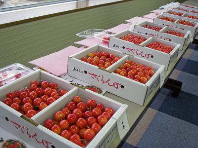 【長井産さくらんぼ≪佐藤錦≫の品評会が行われました】