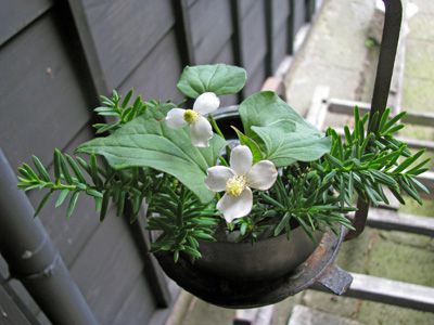 【どくだみの花】
