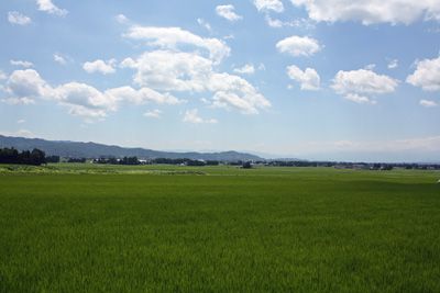 【一面の緑の絨毯！～稲が元気に育っています】