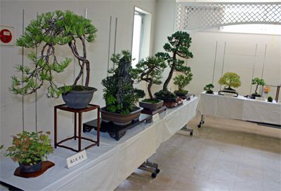 【まちの楽校本町館で盆栽展をやっています】