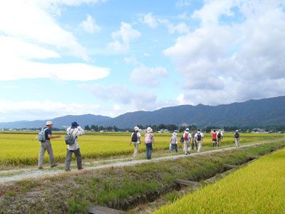 【雄大な葉山・古代の丘に向かって黄金色の田んぼ道トレッキング】