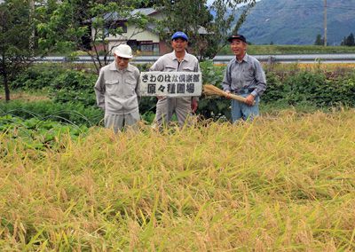 【伝説のお米さわのはなの原々種刈り取りが行われました】