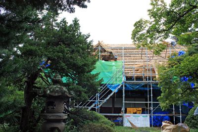 【丸大扇屋の茅葺屋根葺き替え作業】
