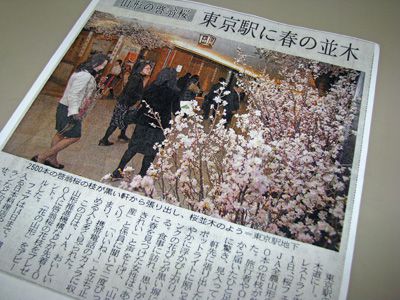 【黒塀横丁で桜フェア～冬のサクラ 啓翁桜】