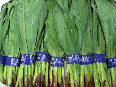 【春のお知らせ～幻の山菜行者にんにく】