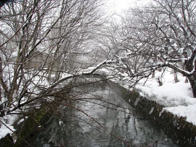 【弥生三月…まだまだ降っています】