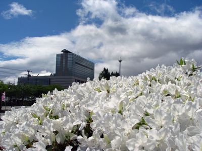 【白つつじマラソン参加者募集中！】
