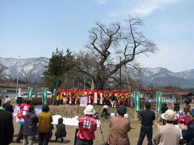 【置賜さくら回廊開幕～花咲けイベントが行われました】