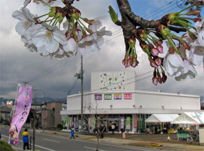 【おらんだ市場菜なポート 満一菜感謝セール】