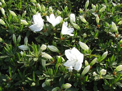 【白つつじが開花しました！】