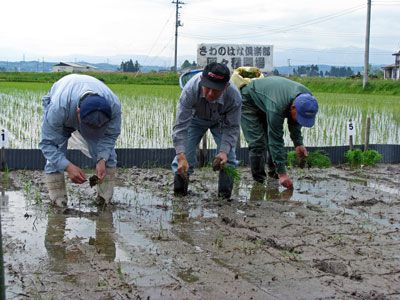 【さわのはなの原種田植えが行われました】