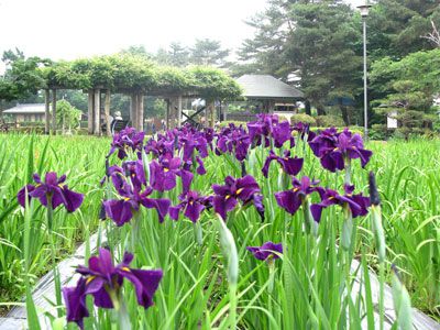 【あやめの長井をPR～山形銀行本店で鉢花展を行います】