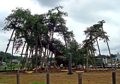 【久保桜を元気に！～樹勢回復作業が行われました】