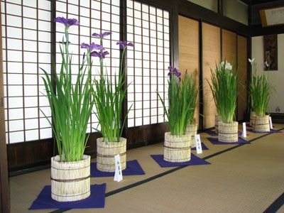 【あやめ大華展今日から開催！～長井あやめまつり】