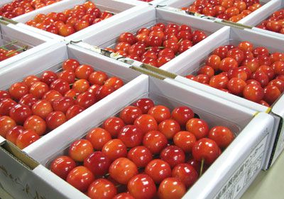 【長井産の佐藤錦の出荷が始まりました！】