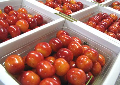 【長井産さくらんぼ紅秀峰の出荷が始まりました♪】