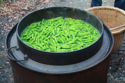 【秘伝豆の季節がやってきます！】
