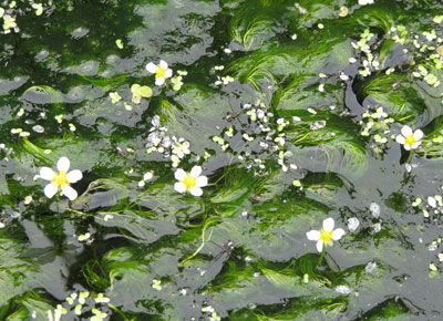 【梅花藻の季節もそろそろ終わりです】