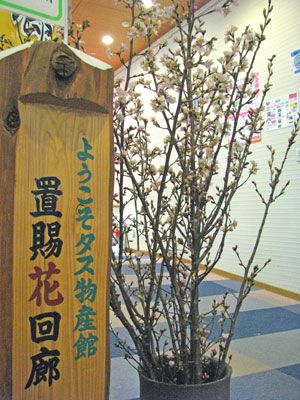 【春を先どり！啓翁桜まもなくはじまります】