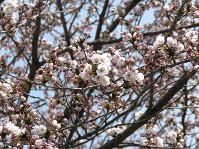 【ひとあし早い-桜の彩り-】