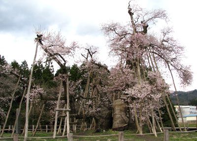 【さくらめぐり～置賜さくら回廊が開催されます】
