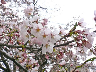 【*゜。+*さくら通信 拡大版 *゜。+*】
