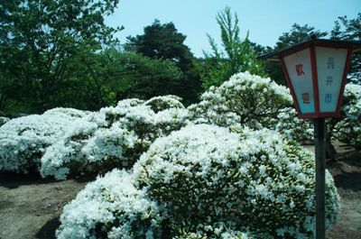 【白つつじ公園　見頃になりました！】