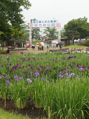 【あやめまつり開園しました♪】
