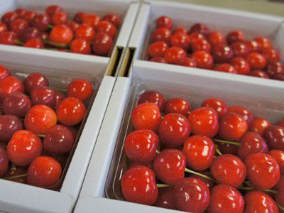 【さくらんぼの出荷が始まりました～】