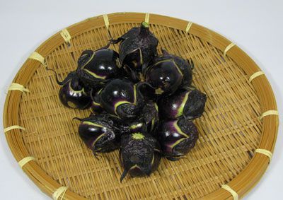 【生なすの出荷が間近となりました！】
