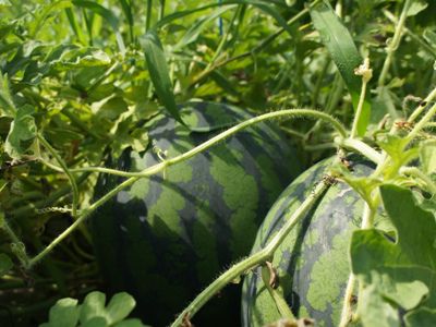 【連日30度超の長井、スイカもおいしく！】
