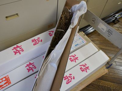【春を告げる『啓翁桜』の発送が始まりました】
