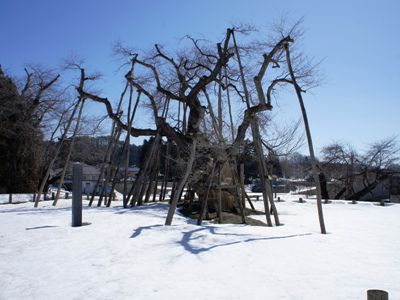 【久保桜は今～2013年3月】