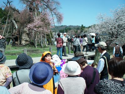 【置賜さくら回廊が開催されます＜予告＞】