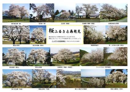 【桜ふるさと再発見～豊田地区】