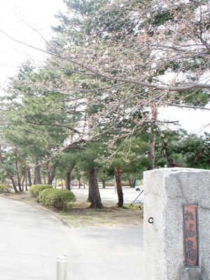 【桜、開花宣言！＆さくら通信+゜*】