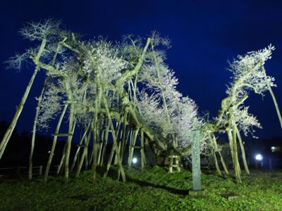 【伊佐沢念佛踊と夜の久保桜＆さくら通信+゜*】