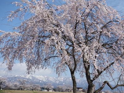 【*｡+さくら通信 総集編2013+゜*】