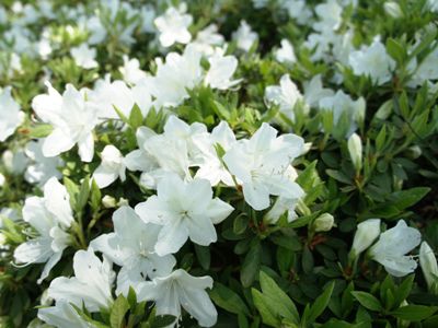 【今の白つつじ公園♪】