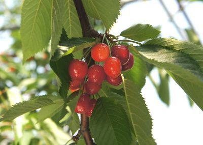 【さくらんぼ「紅秀峰」好評受付中！】