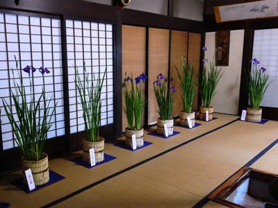 【あやめの生け花～あやめ大華展】