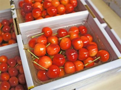【佐藤錦から紅秀峰へ♪】