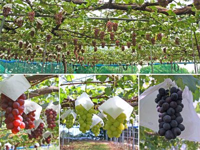 【朝もぎ新鮮☆伊佐沢産高級ぶどう】