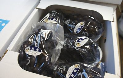 【秋の果物！“ぶどう”出荷始まりました】