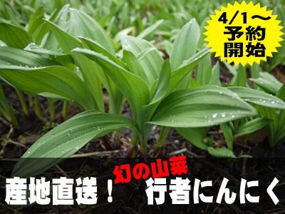 【行者にんにく、4/1(火) より予約受付開始！】